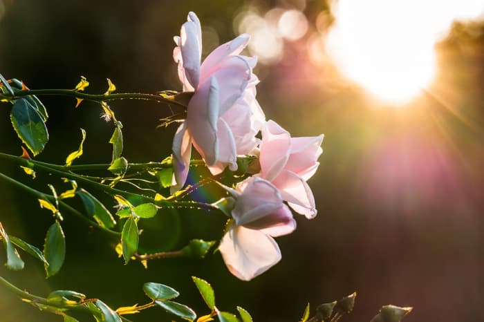 Roses need lots of sunlight—ideally at least seven hours a day—in order to bloom to their fullest potential.