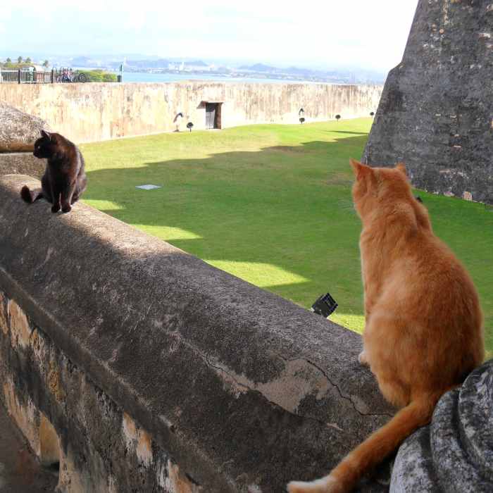 10 Reasons to Have an IndoorOnly Cat PetHelpful