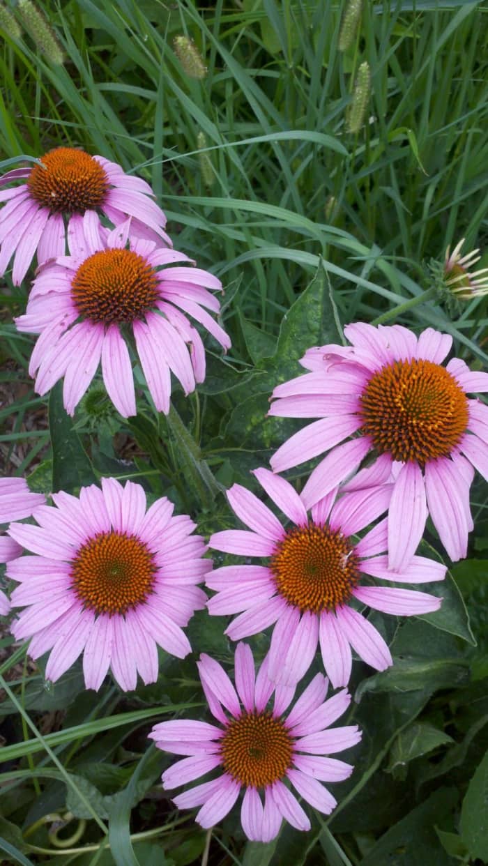 How to Grow Coneflowers (Echinacea Purpurea) Dengarden