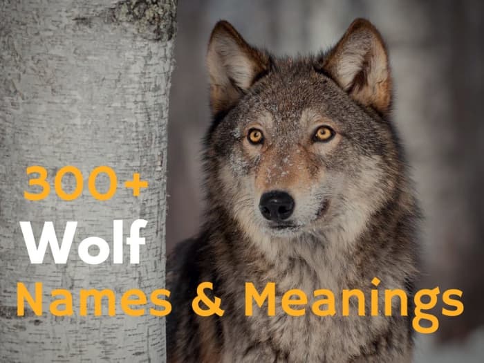 Whether you are naming a wolf for a zoo exhibit, a stuffed animal, or your pet pooch, you will likely find a perfect, fierce name on this list!