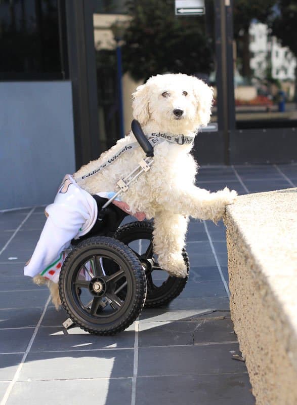 Even if your dog does become paralyzed, there are options like wheelchairs that allow for good quality of life.