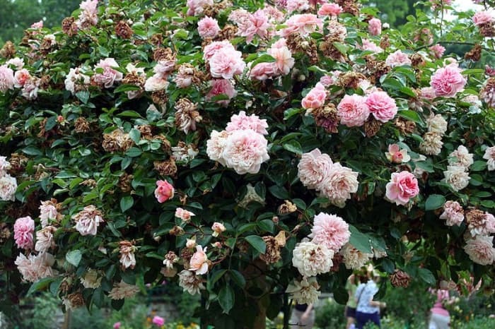 The flowers turn white as they mature. Removing dead flowers will make your bush look less messy and encourage more flowers.