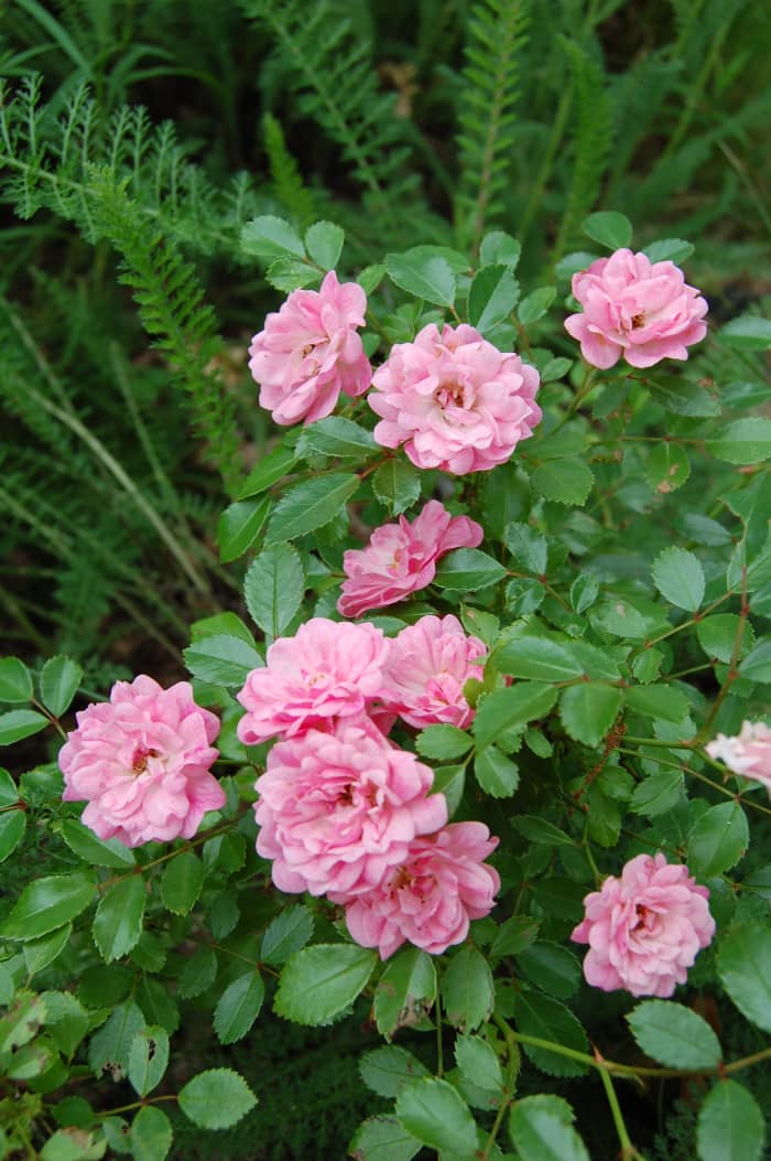 The Fairy Rose growing in my garden. I planted it so that it would spill over a wall along my driveway.
