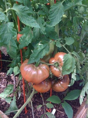 There are those days when it seems like all the tomatoes are ready to be picked at once.