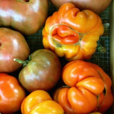 They may not be the prettiest tomatoes, but they still taste like vine-ripened and home-grown.