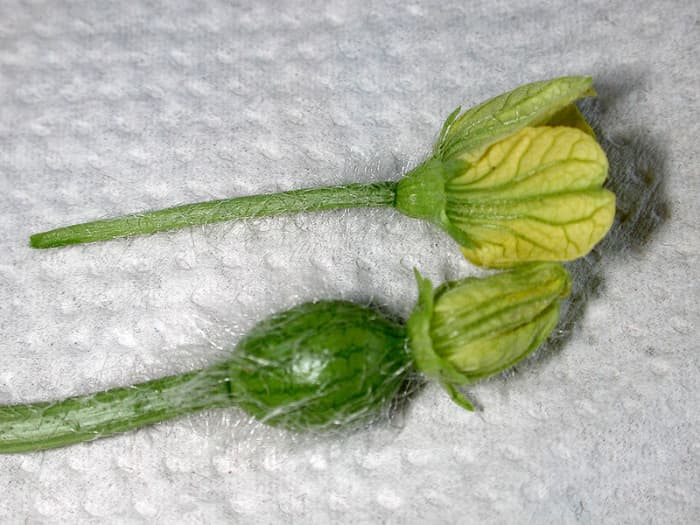 Watermelons have male and female flowers. The female flowers have the beginnings of a watermelon.