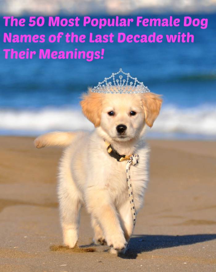 The 50 Most Popular Names for Female Dogs of the Decade and Their