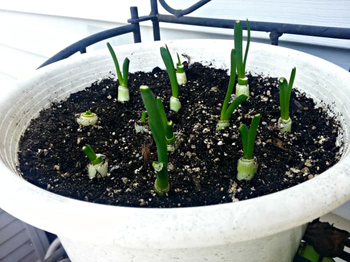 How to Grow Green Onions From Kitchen Scraps Dengarden