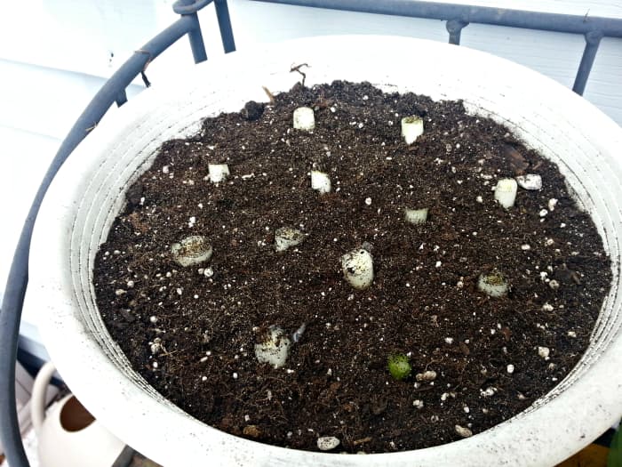 Plant the onion roots by leaving only a 1/2 - 1/4 showing above the soil. They will start growing fast.