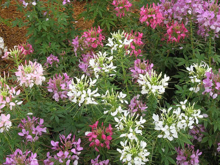 How to Grow Cleome, a Cottage Garden Favorite Dengarden