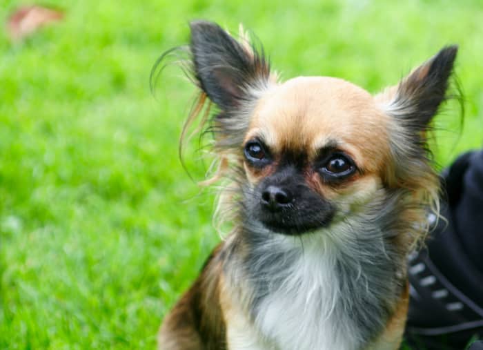 Chihuahua's may be small, but they've got big personalities! This article will help you find a name for your feisty new pup.