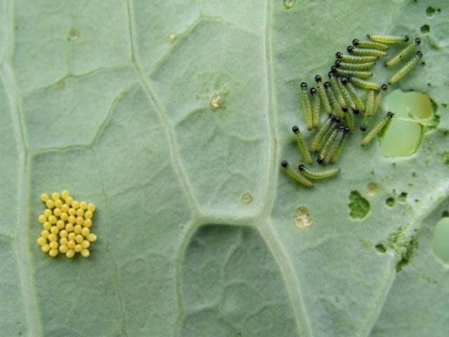 What kind of worms in aquaponics 