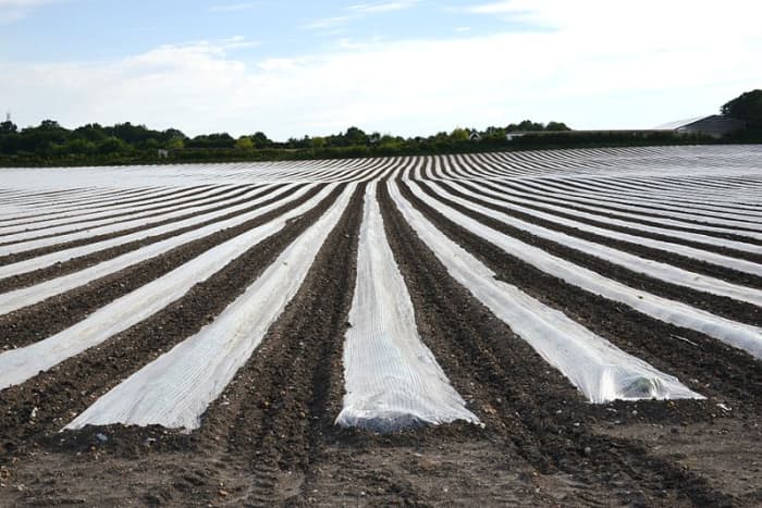 Floating row covers. Notice how the edges are covered with soil to anchor the covers and prevent any insects from crawling underneath.