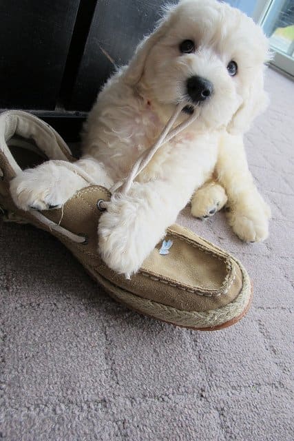 Chewing and other destruction of your property may be a sign your dog has separation anxiety.