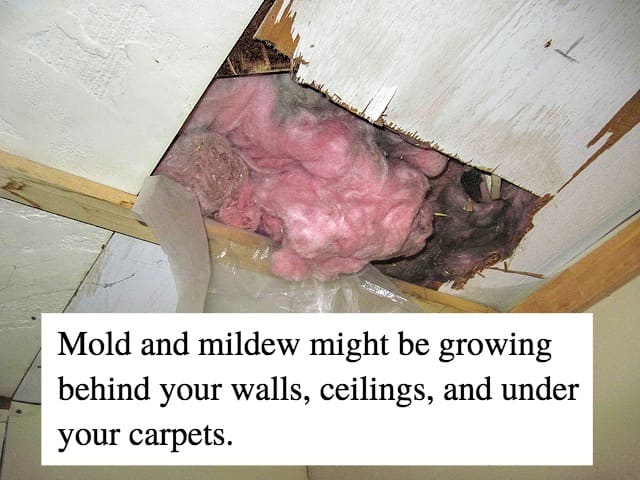 musty-basement-rehab-clearing-out-mold-and-mildew-cheiros