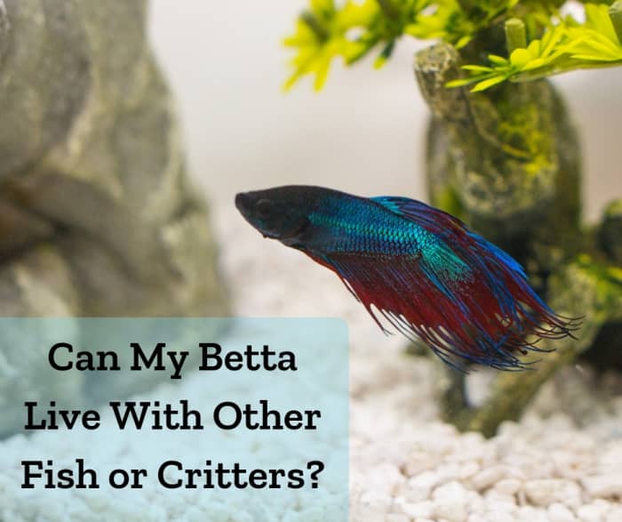 Can Betta Fish Live With Other Fish in a Community Tank? - PetHelpful