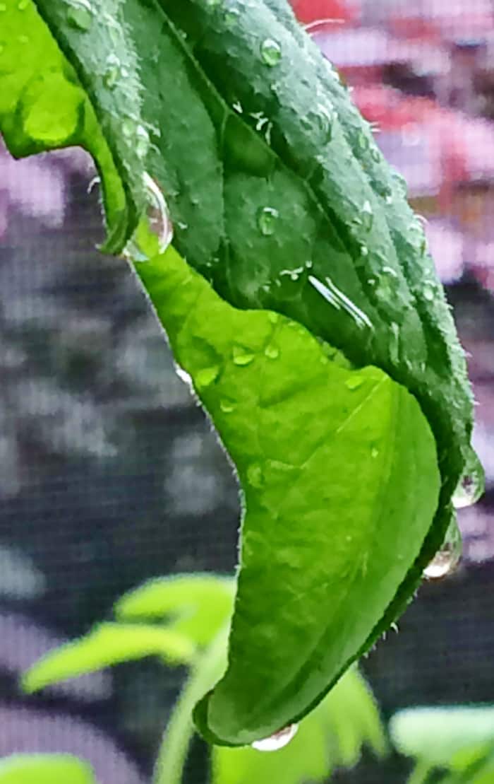 How to Grow Luscious Potted Tomatoes on Your Own Porch Dengarden