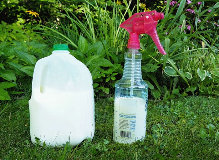 Can you water plants with milk information