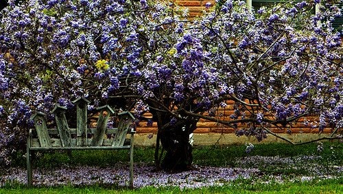 Wisterias prefer to climb and spread, but with proper care can be trained into a standard or "tree" form.