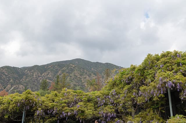 The world's largest wisteria vine in Sierra Madre, California. It is the central focus of the city's annual Wisteria Festival.