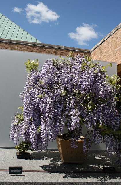 Wisteria trained as a bonsai—after years of training and pruning, wisteria vines can be grown into beautiful miniature "trees."