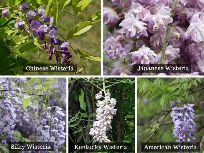 How to Plant, Prune, and Care for Wisterias Dengarden