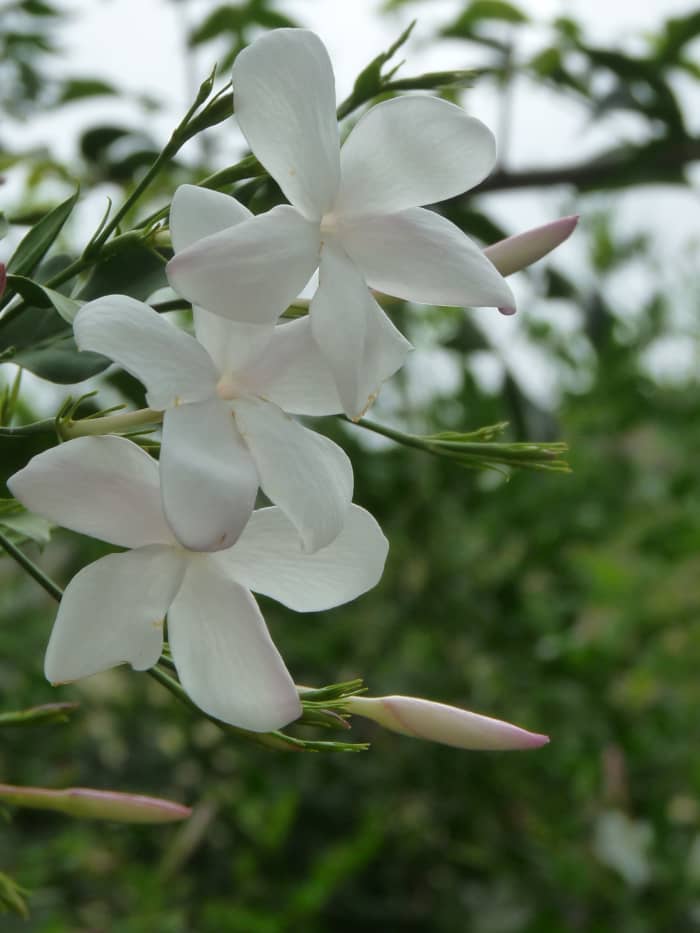 Top 10 Most Fragrant Flowers - Dengarden