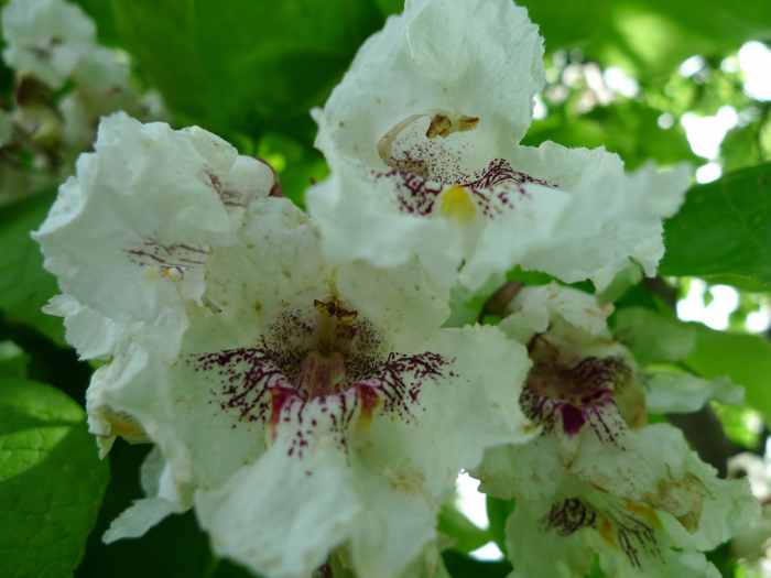 Catalpa Tree Facts, Uses, and Planting Tips Dengarden