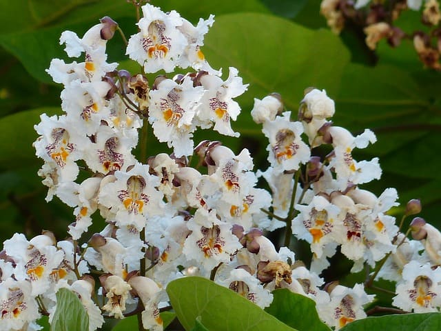 The dense clusters of white flowers, which resemble orchids, are one of the catalpa tree's most attractive features.