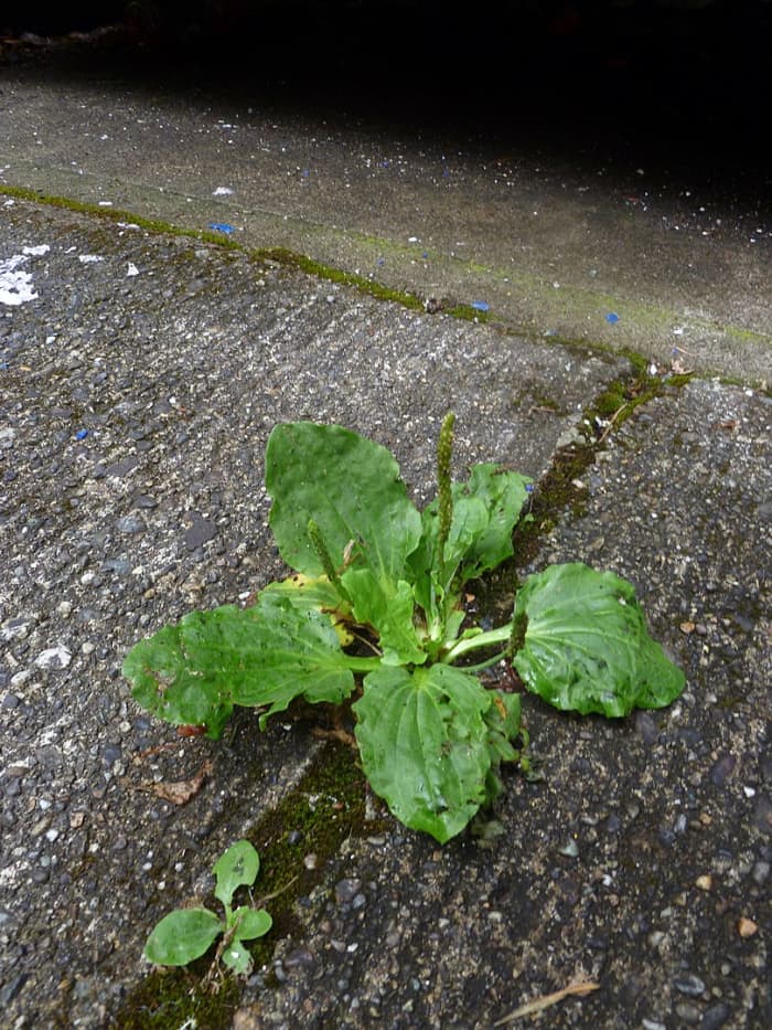 El plátano de hoja ancha.