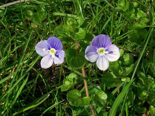 Crieping (slender) speedwell.