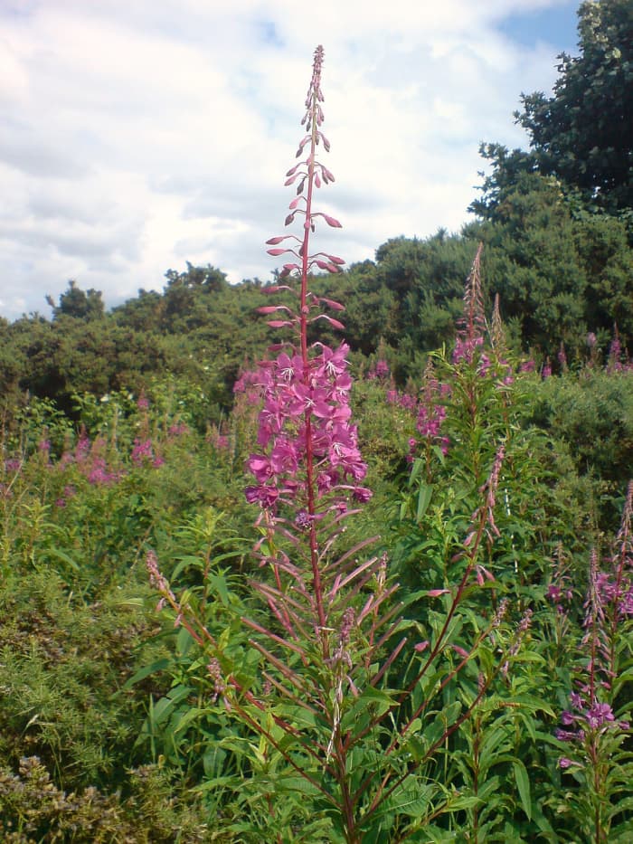 Rosebay willowherb.