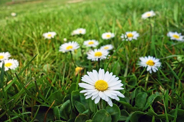 Gemeinsames Gänseblümchen.