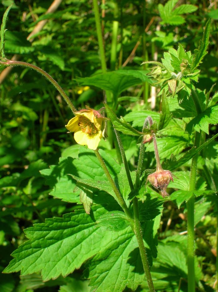 Herb Bennet(colewort, St. Benedicts herb).