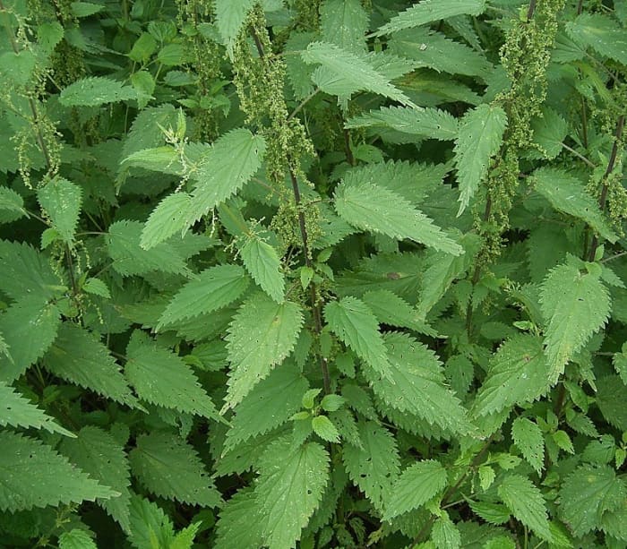 Stinginging nettle.