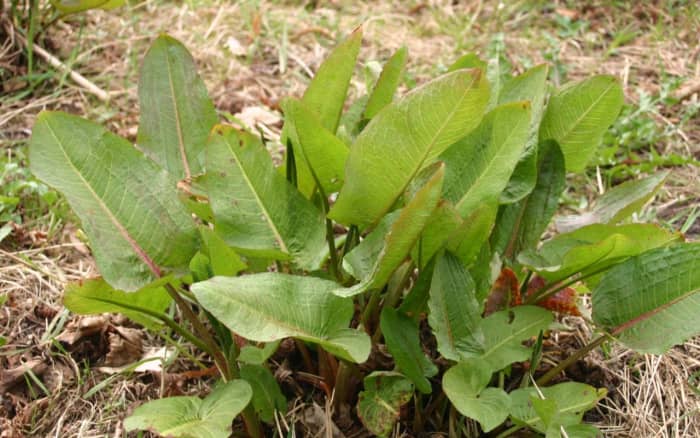 Broad-leaved dock.