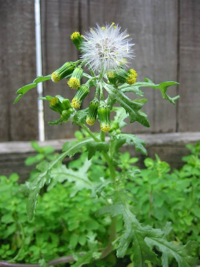 Groundsel.