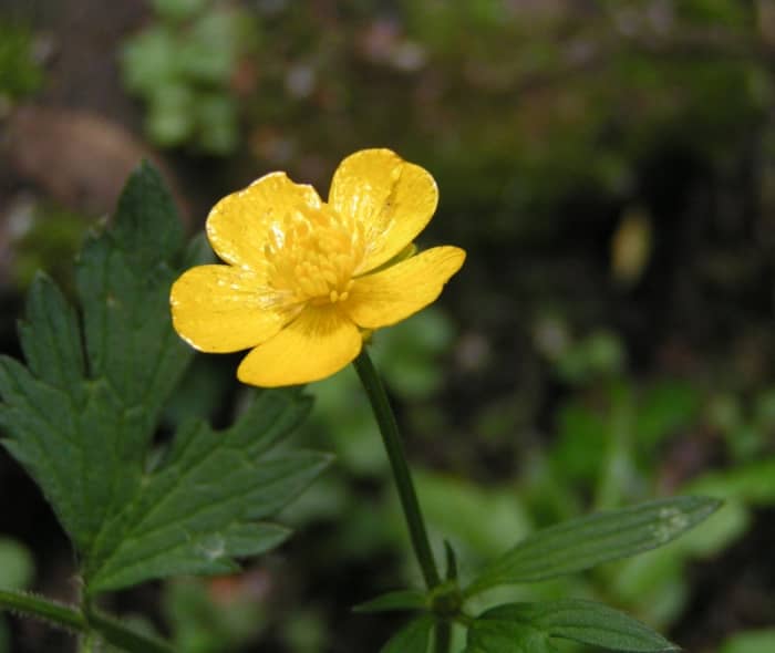 Scheutende boterbloem.