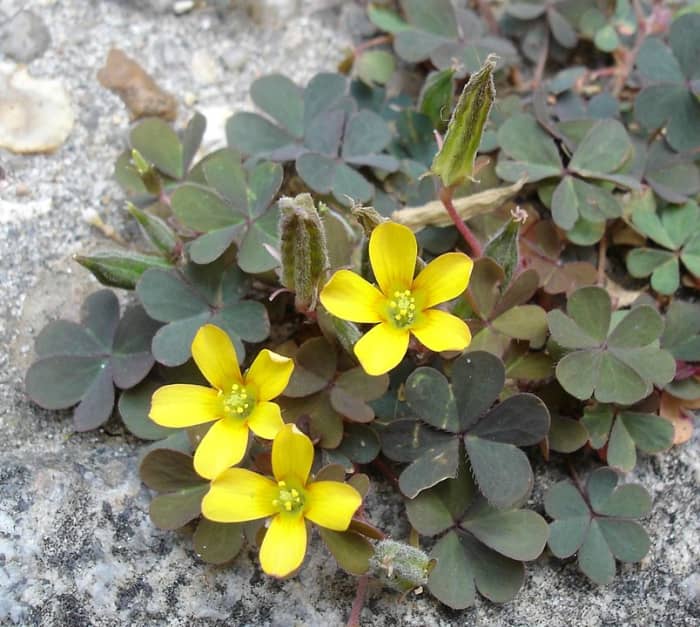 Oxalis corniculata var. atropurpurea