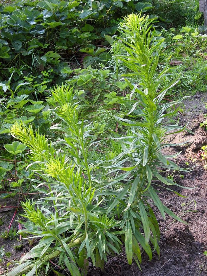 Marestail.