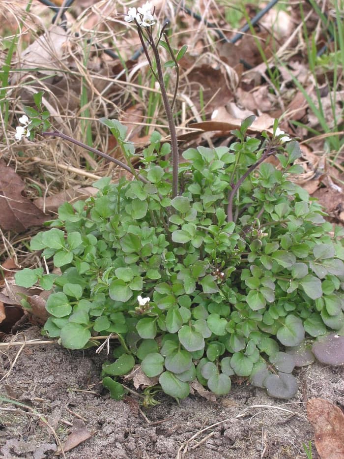 Hairy bittercress.