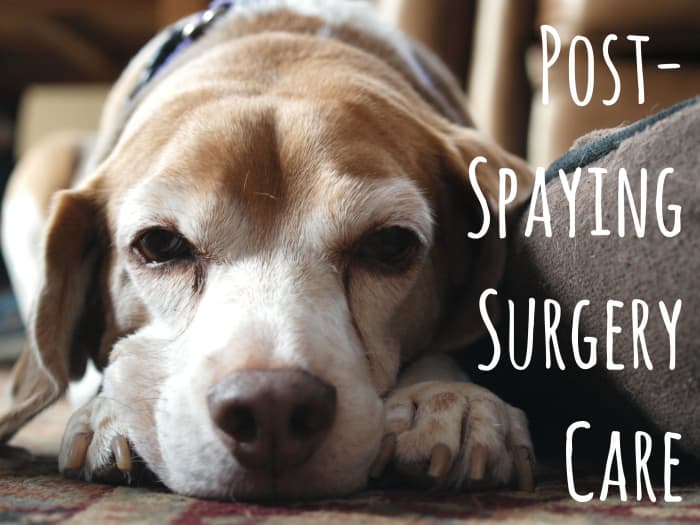 Many pet owners are unprepared for their dog's post-operative symptoms, and they're left wondering "Is this normal?"