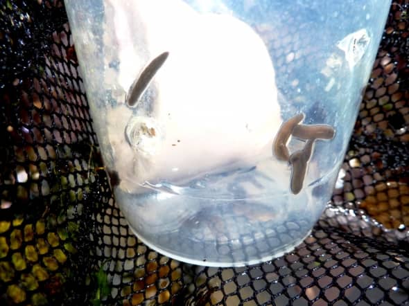 Inspecting the trap after a day in the water. Leeches are on the sides and also on the meat. They would normally prey on water snails, but their population explosion may have destroyed all their normal food.