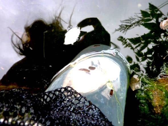 View from below as the trap is lowered back into the pond. After another two days, it will be emptied and replaced. This needs to be repeated until no further leeches are caught. After a few weeks another trap may need to be set for any hatchlings.