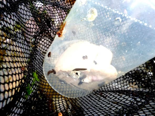 Our catch on the second day. As this is the third trap, there are not so many. There were hundreds caught in the second trap.