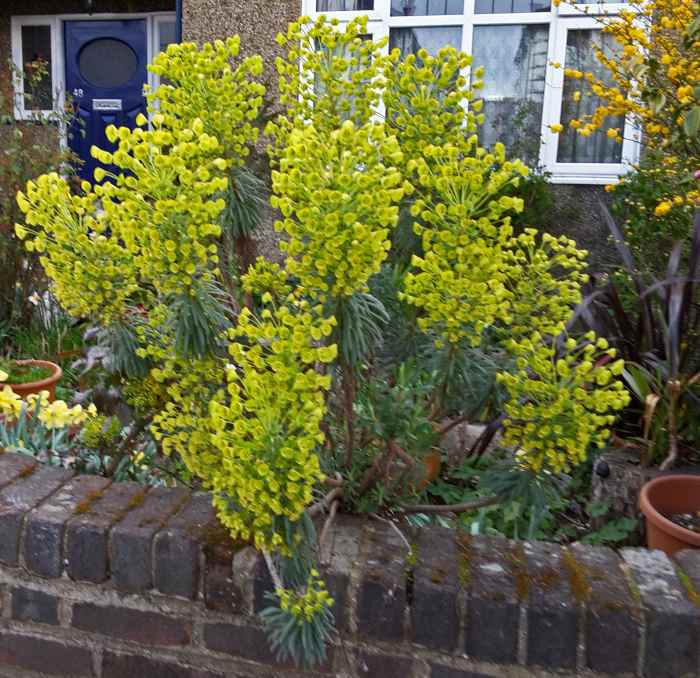Poisonous Garden Plants Daffodils, Lantana and Euphorbia Dengarden