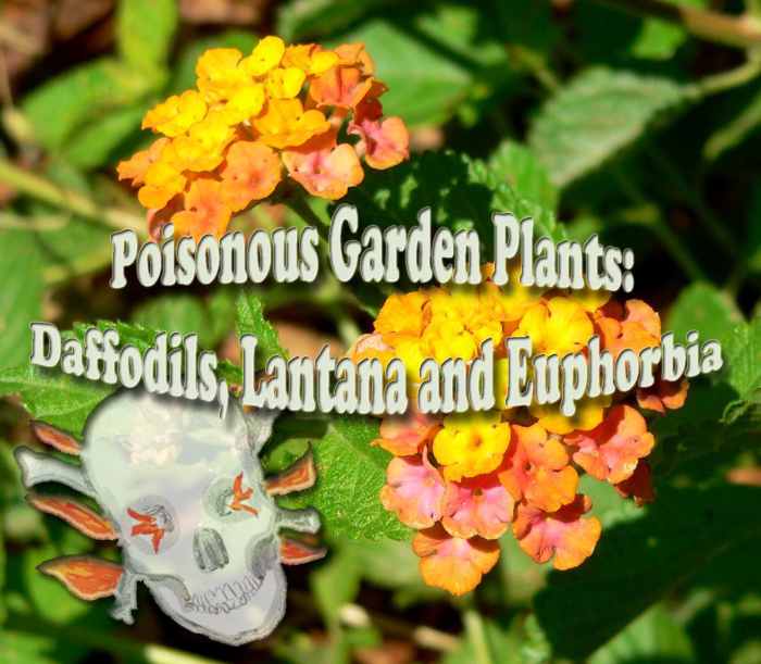 Poisonous Garden Plants Daffodils, Lantana and Euphorbia Dengarden