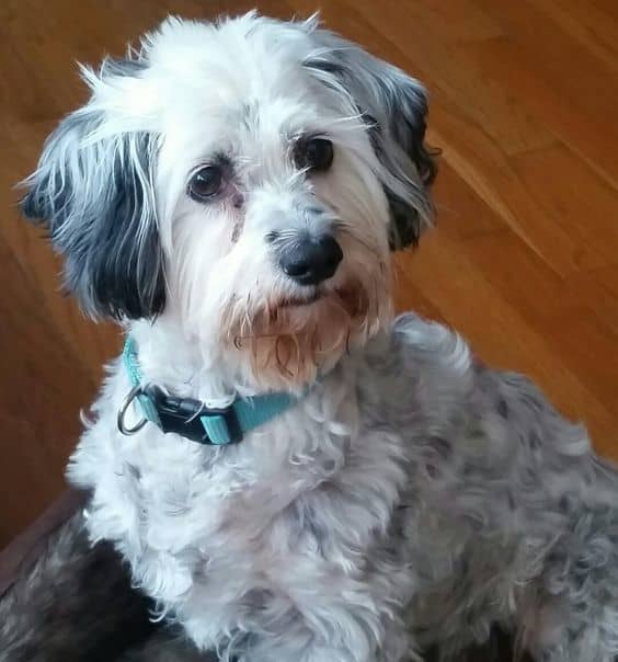 This is my cockapoo, Tucker, who is almost 11 years old in this picture. He turned 16 on January 24, 2022.