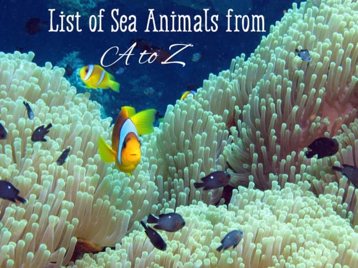 List of Sea Animals A-Z - Owlcation