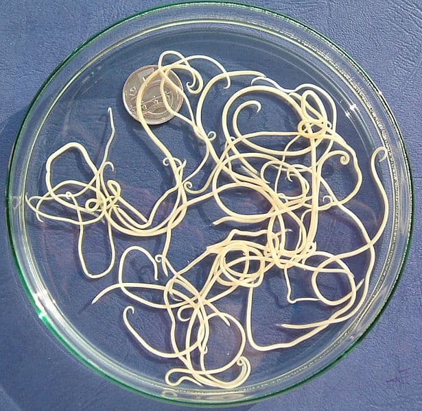 Of all worms in dogs, this is the parasite most commonly seen in most areas of the world (Toxocara canis).
